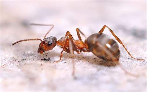 一般螞蟻